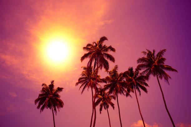 istock Palm trees at vivid sunset 1077960904