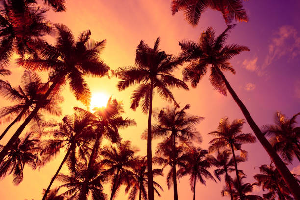 istock Tropical palm trees silhouettes at sunset light 1077961116