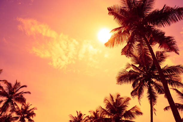 istock Tropical sunset with palm tress 1077961136