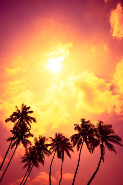 istock Tropical palm trees at sunset beach with shining sun 1077961278