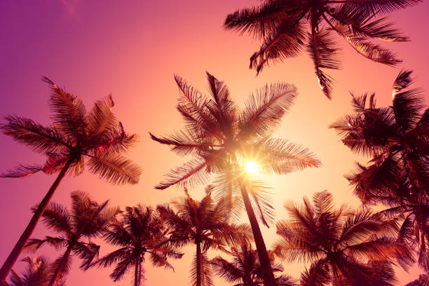istock Bright vivid pink tropical sunset 1077961300