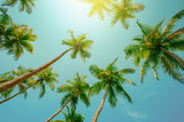 istock Palm trees vintage color toned with shining sun 1077962516