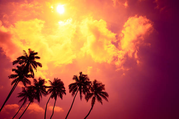 istock Tropical palm trees at sunset beach on vacation island 1077962896