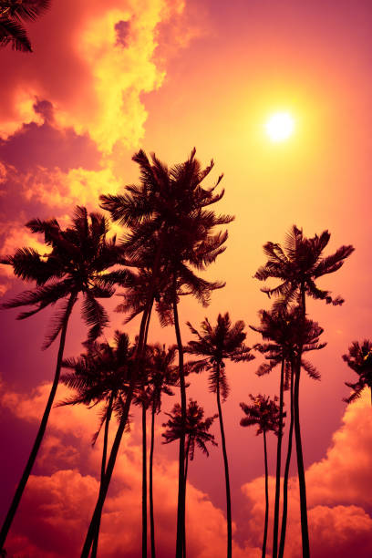 istock Beautiful colorful tropical sunset with palm trees 1077963082