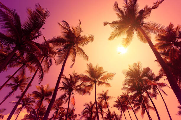 istock Coconut palm trees silhouettes at vivid sunset 1077963102