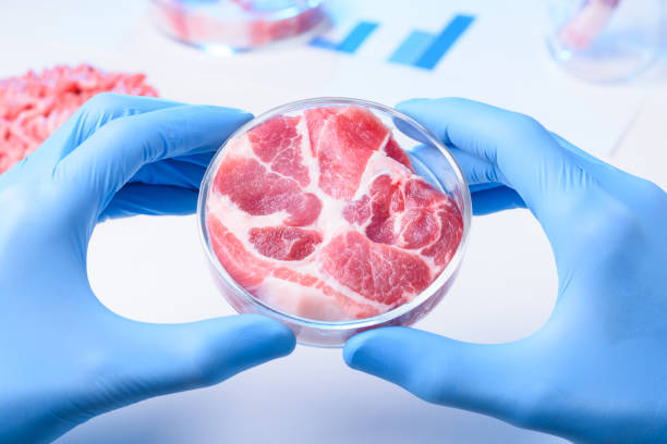 Cultured lab grown meat or meat examination concept stock photo
