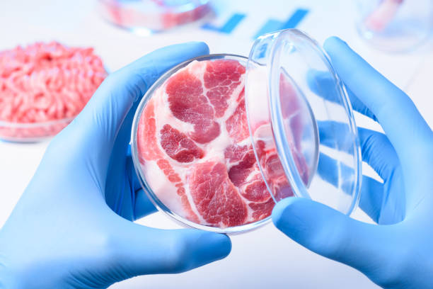 istock Meat sample in open laboratory Petri dish 1077963616