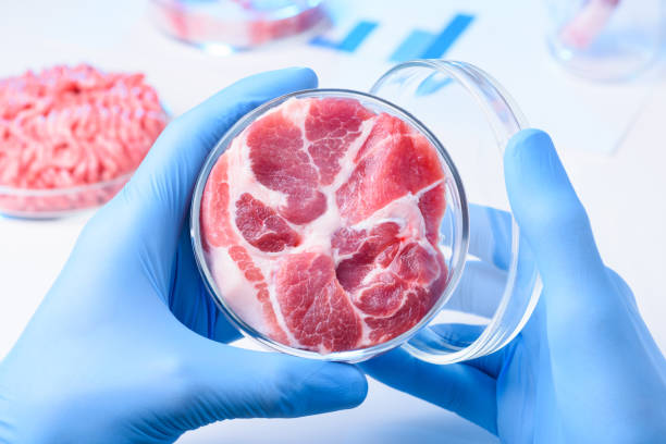 istock Scientist hold open lab Petri dish with raw meat 1077963650