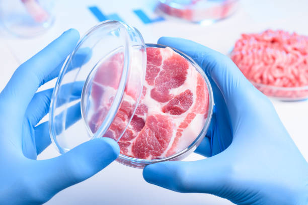 istock Meat in half open laboratory Petri dish 1077963884