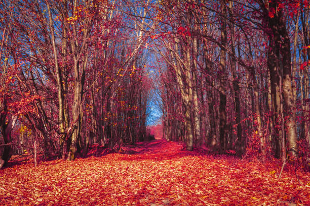 istock Autumn in the Carpathian Mountains 1077966006