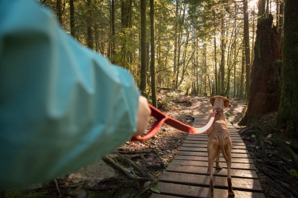 pov, walking leashed vizsla dog on boardwalk forest trail - tree area footpath hiking woods imagens e fotografias de stock