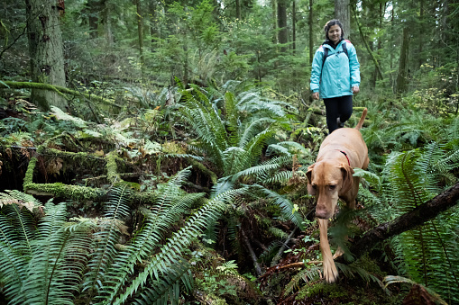 Eurasian girl follows her Vizsla dog in West Coast forest.  North Vancouver, British Columbia, Canada