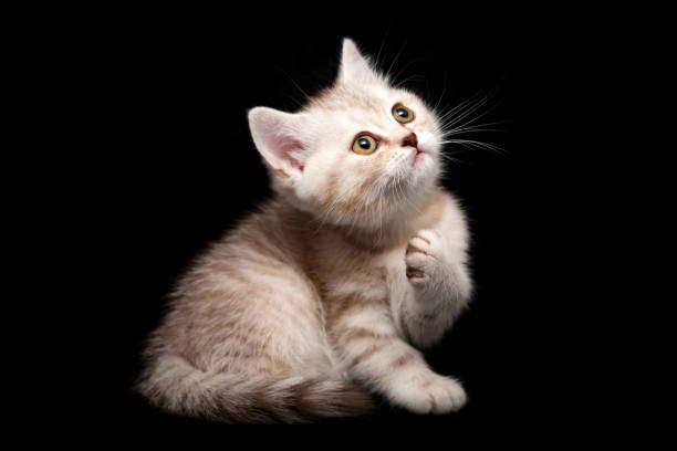 istock Whiskered British kitten sits on a black isolated background 1077968986