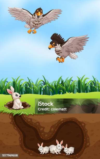 Eagle Hunt Rabbit An Eagle Hunting Rabbit Stock Illustration - Download Image Now ...