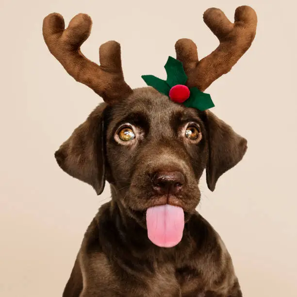 Portrait of a cute Labrador Retriever puppy wearing a Christmas reindeer headband