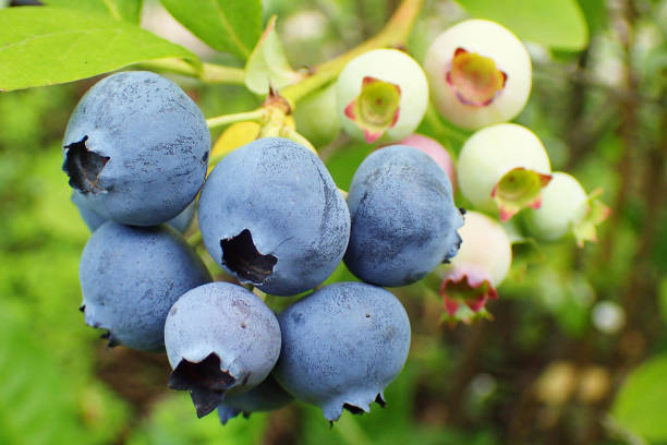 istock blueberries plant with fruits 1077972004