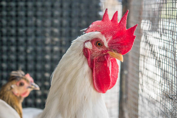 Free Range Hens in Henhouse