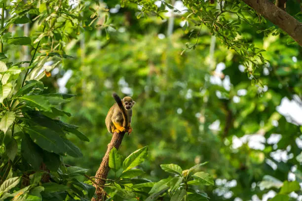 Squirrel Monkey sitting on a tree trunk in the rainforest