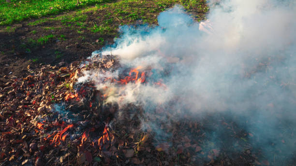 Bonfire, dry yellow leaves burn in the garden