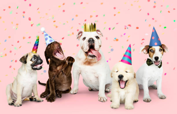 Group of puppies celebrating a new year Group of puppies celebrating a new year group of animals stock pictures, royalty-free photos & images