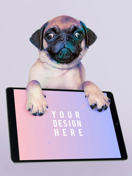 istock Adorable Pug puppy with digital tablet mockup 1077972894