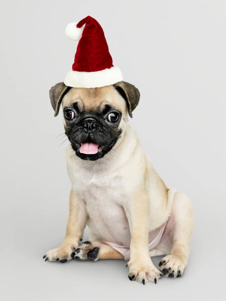 istock Adorable Pug puppy wearing a Christmas hat 1077972936