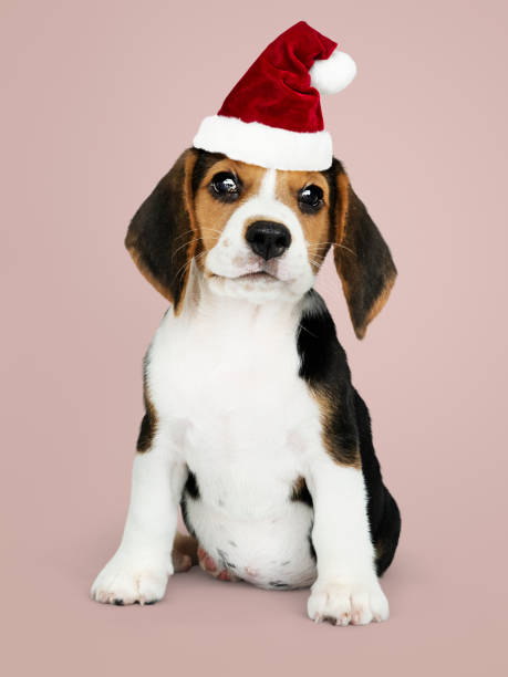 istock Adorable Beagle puppy wearing a Santa hat 1077973328