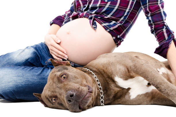 istock Pregnant woman sitting with pitbull 1077976312