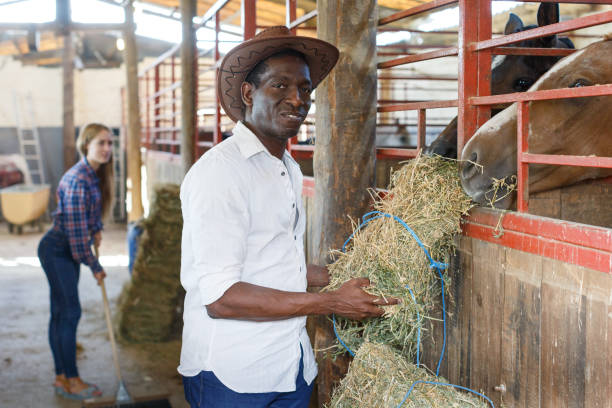 istock Man and woman feeding horses with hay 1077978368