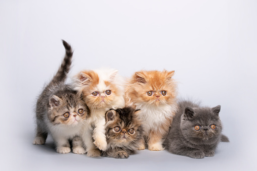 Group Of Small Persian Cats