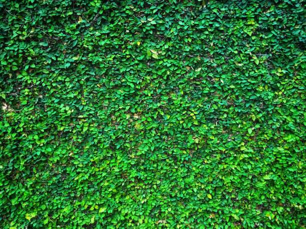 istock green climbing fig plant (creeping fig or ficus pumila) growing and cover on cement wall 1077979256