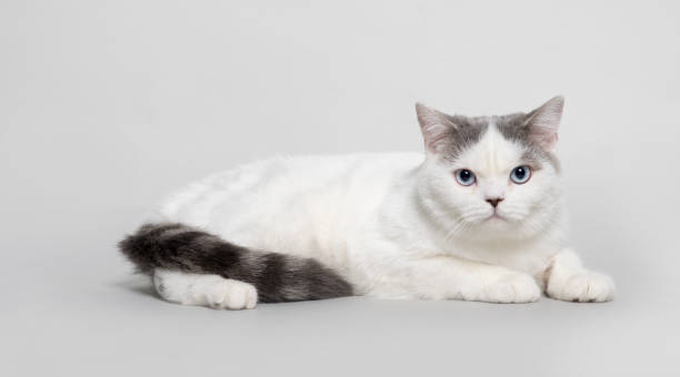 istock White British Shorthair Cat Lying down 1077980600