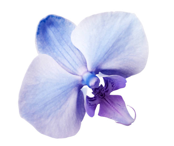 istock phalaenopsis  light blue flower, white isolated background with clipping path.  Closeup.  no shadows.   for  design.  Nature. 1077985248