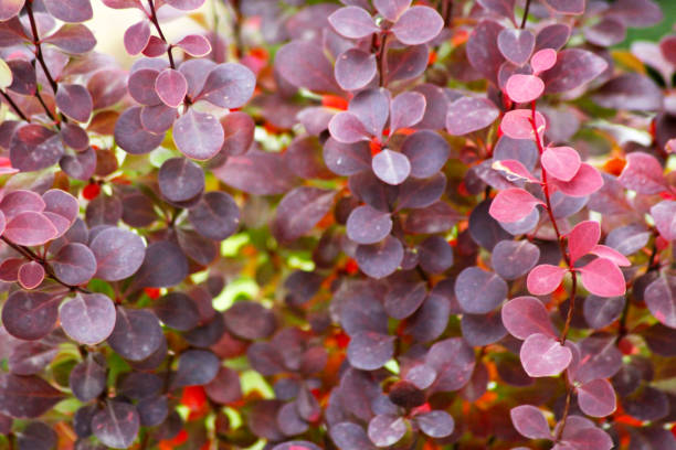 istock Barberry bush, colorful floral red background. 1077988070