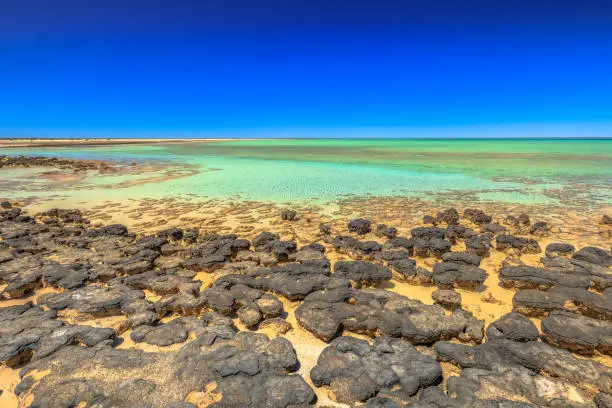 Stromatolites at Hamelin Pool, a protected Marine Nature Reserve in Shark Bay, Western Australia. Landscape of turquoise sea of Australian reef in sunny day with blue sky. Horizon wallpaper.