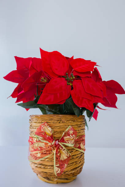 istock Poinsettia as a centerpiece during Christmas 1077990912
