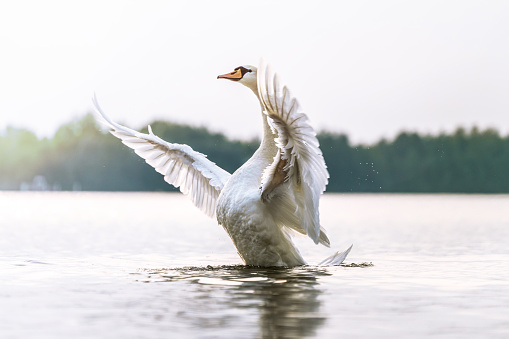 Mute Swan found in a wetland marsh located on Vancouver Island, British Columbia