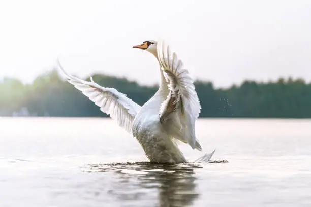Proud swan shows his chest, beautiful bird