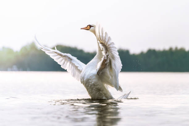 orgulho dos cisnes num lago - cisne - fotografias e filmes do acervo