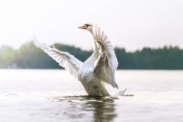 驕傲的天鵝在湖上 - 天鵝 個照片及圖片檔