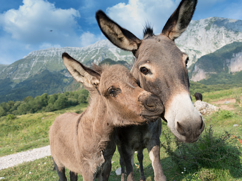 Mother with her Little Donkey on Mountain Meadow