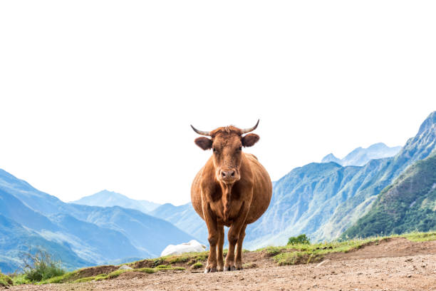 Domestic Cows on Pasture in Alps Meadow