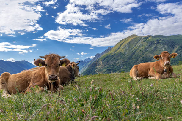 istock Domestic Cows on Pasture in Alps Meadow 1077991234