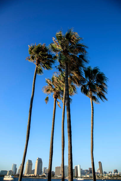 palma nad centrum san diego - tropical tree clear sky southern california san diego california zdjęcia i obrazy z banku zdjęć
