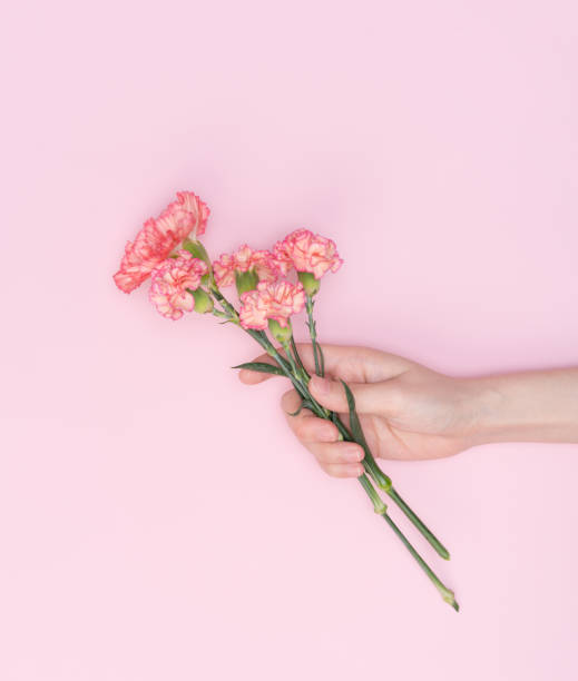 istock female hand hold carnation 1077994244