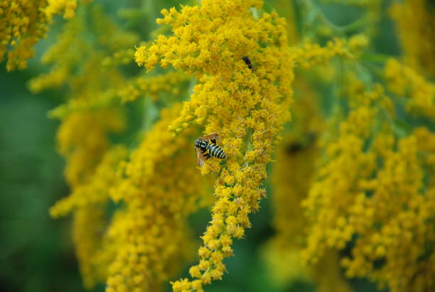 istock Close up Yellow flower with bee 1077994266