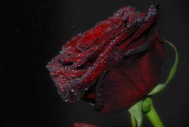 istock Close up dark red rose with raindrops 1077994284