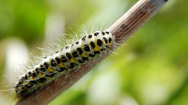 istock Pestrya meadow caterpillar crawling 1077994338
