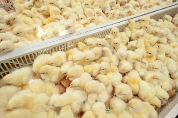 Baby chicks just coming out from Eggs. Chicks in Broiler egg production, multipliers growth farm in Hatchery unit. baby chicken photos stock pictures, royalty-free photos & images