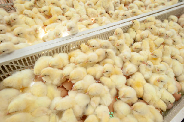 Baby chicks just coming out from Eggs. Chicks in Broiler egg production, multipliers growth farm in Hatchery unit. hatchery stock pictures, royalty-free photos & images